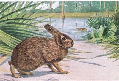 Marsh Rabbit, slow on land but swims fast with spread toes by Louis Agassiz Fuertes